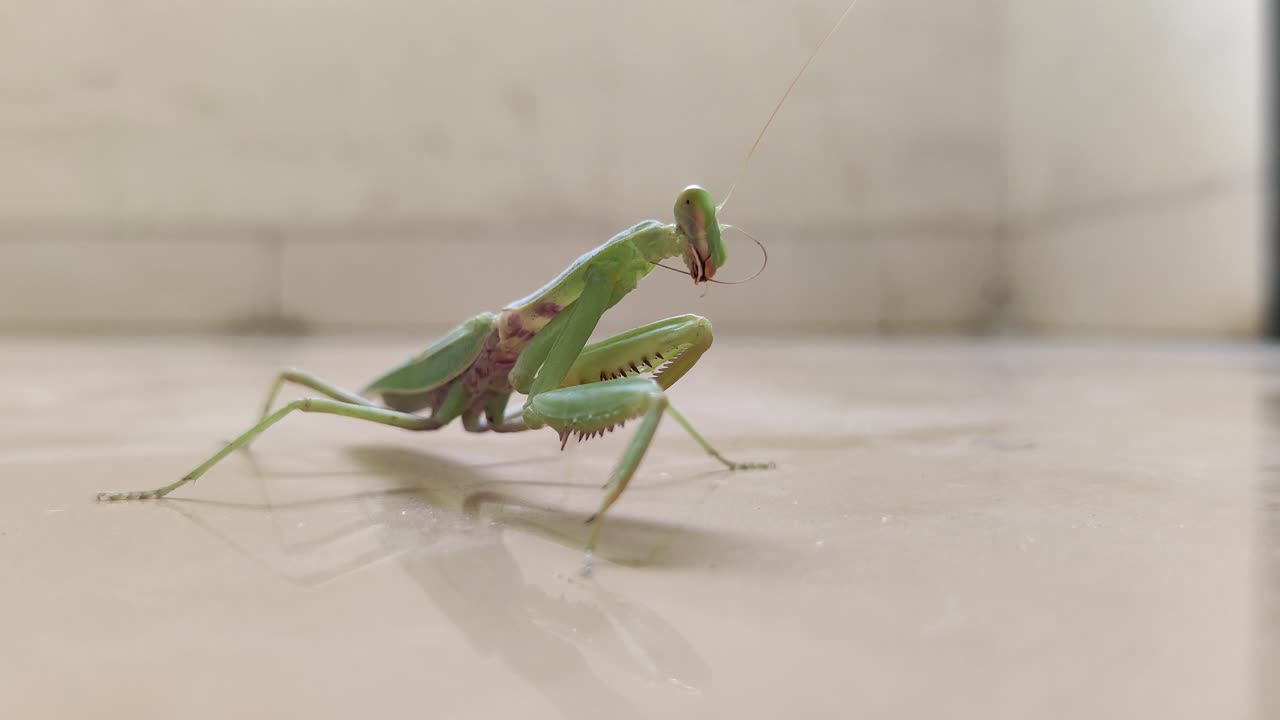 Mantis religiosa pulisce le sue antenne.