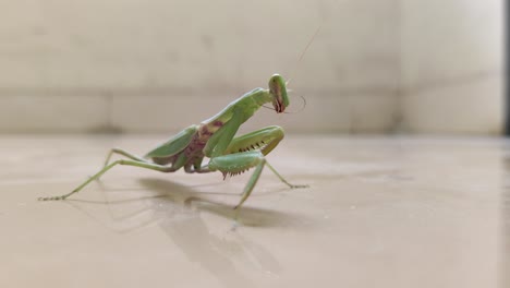 Mantis-Religiosa-Limpia-Sus-Antenas