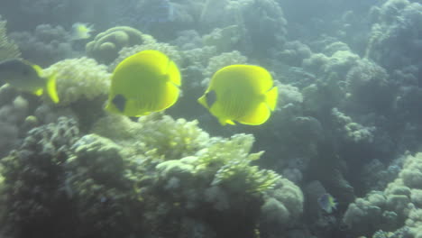 bluecheek butterflyfish or yellow butterfly fish in the coral reef of the red sea of egypt