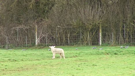 Frühlingslamm-Beobachtet-Einige-Tauben-Auf-Einem-Feld-Im-Vereinigten-Königreich