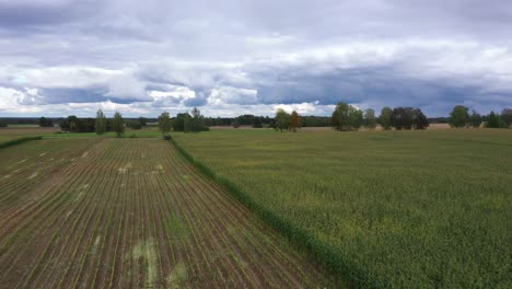 tractor con remolque en un campo de maíz orgánico durante la cosecha