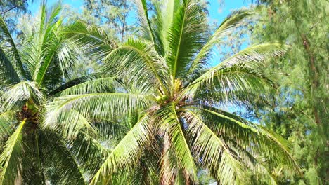 beautiful coconut palm plantation over the blue sky in sunny summer day