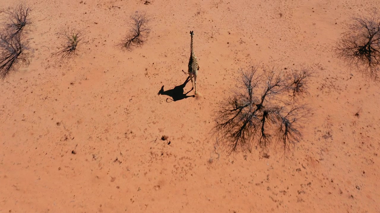 Lähikuva dronella seuraa juoksevaa kirahvia, Etoshan kansallispuisto, Namibia. Punainen kuiva maa, harvat lehdettömät puut, kirkas aurinkoinen päivä. Ilmakuvaa villieläimistä.