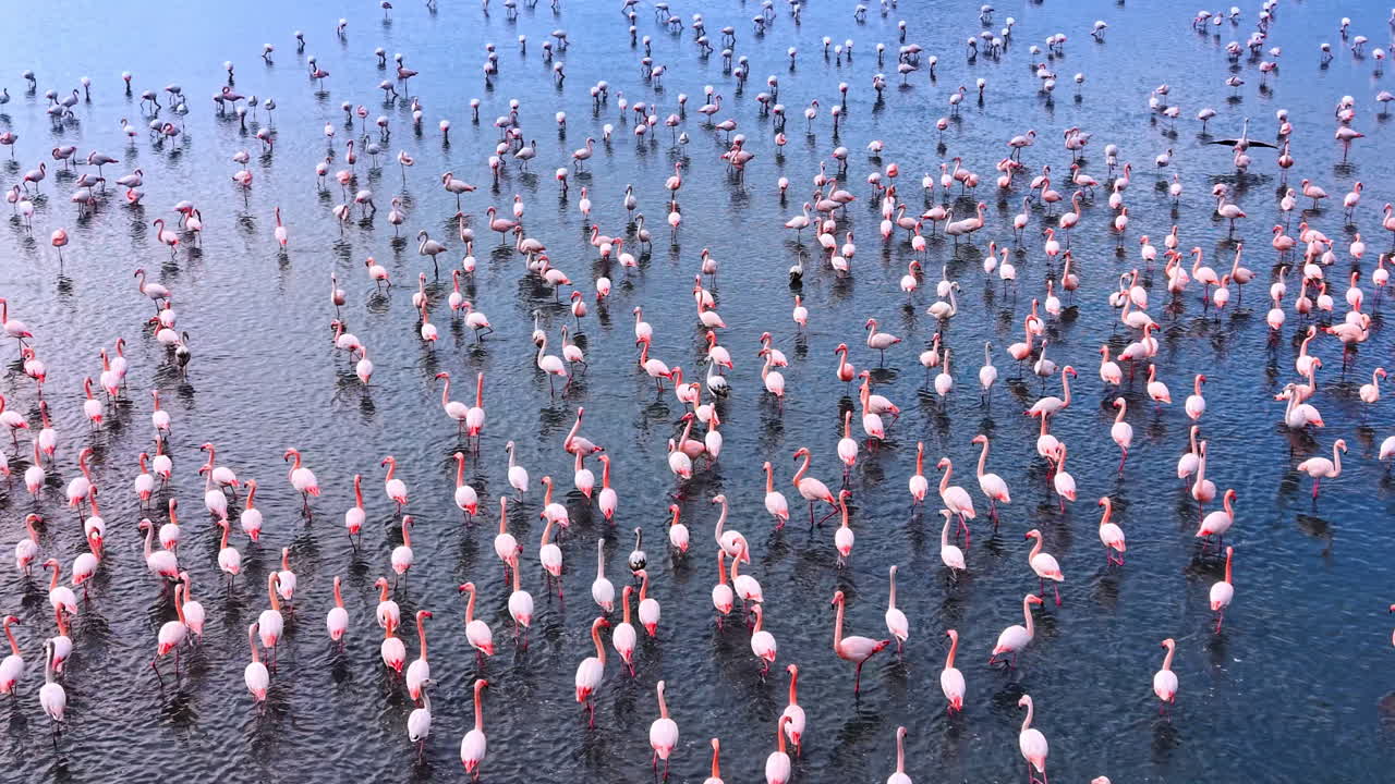 Grande colonie de flamants roses pataugeant dans des eaux bleues peu profondes. Vue plongeante de nombreux grands flamants roses se tenant debout et se nourrissant dans les eaux calmes d'un lac.