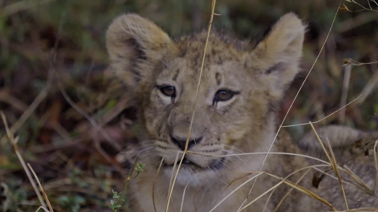 close-up van een baby leeuwenwelp die in het gras in zuid-afrika ligt, verborgen voor de regen