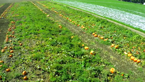 Aerial-shot-over-migrant-immigrant-farm-workers-working-in-the-strawberry-fields-of-California-7