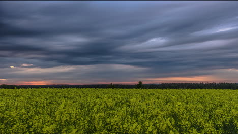 Moody-Sky-Con-Rayas-De-Lapso-De-Tiempo-De-Nubes-Sobre-Campo-De-Colza-Amarillo