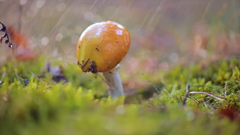 amanita muscaria, hongo agarico volador en un bosque soleado bajo la lluvia.