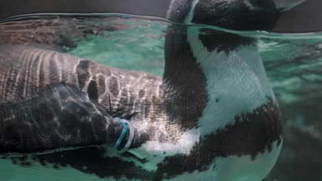 magellanic penguin at its water tank glass enclosure - close up