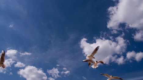 a flock of seagulls on the beach