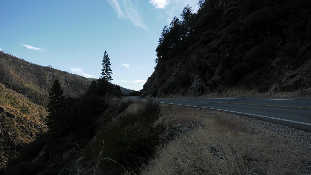 키 큰 나무가 있는 큰 숲