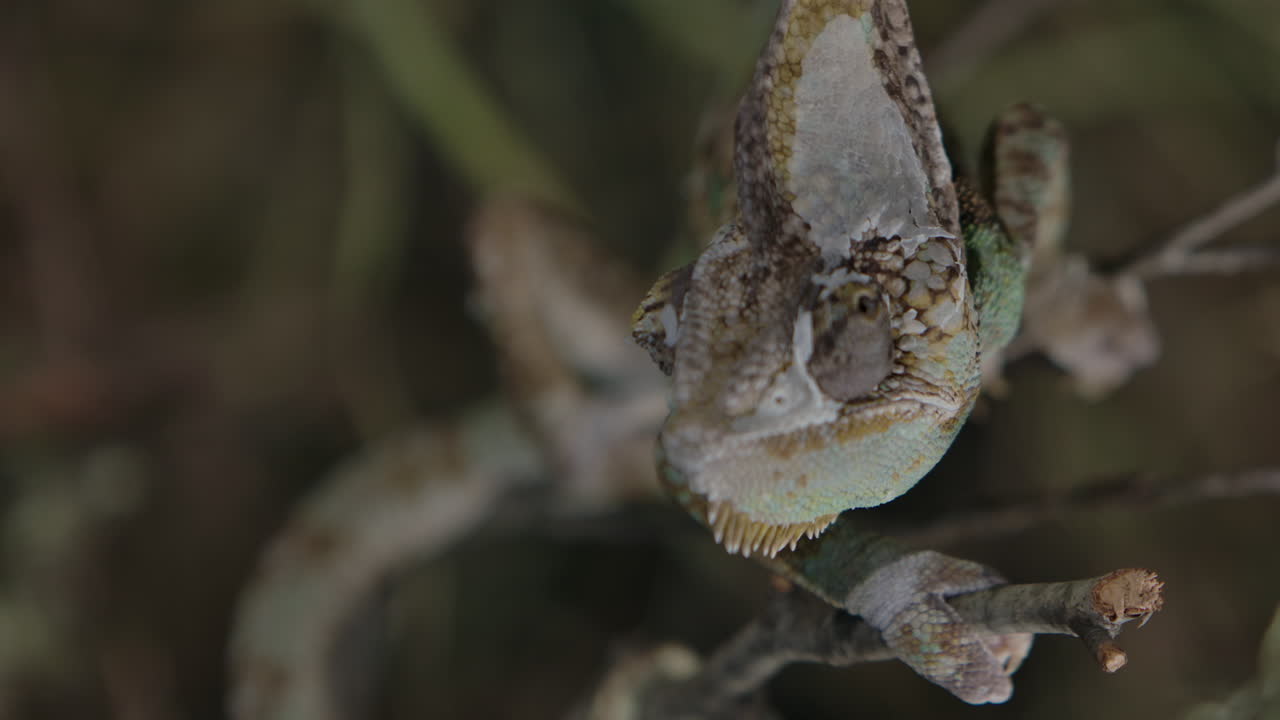 camaleón alimentándose en cautiverio con manejadores en cámara lenta