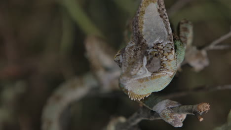 camaleón alimentándose en cautiverio con manejadores en cámara lenta