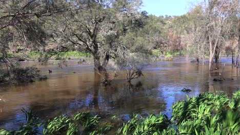 Río-Cisne-Desbordado-En-Bells-Rapids,-árboles-Y-Ribera-Sumergidos