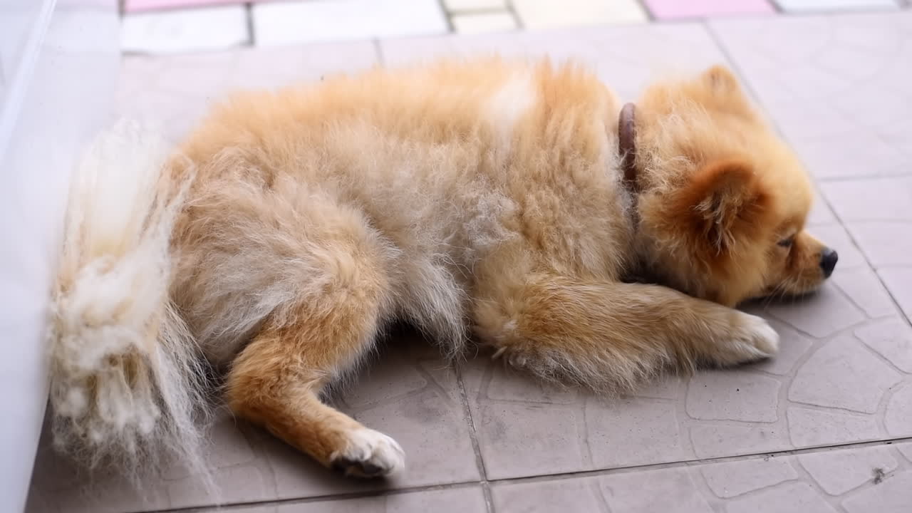 Sleepy pomeranian spitz laying on the ground in the backyard of the house. Sunny day. Slow motion