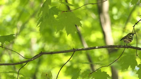 The-chestnut-sided-warbler-is-a-New-World-warbler