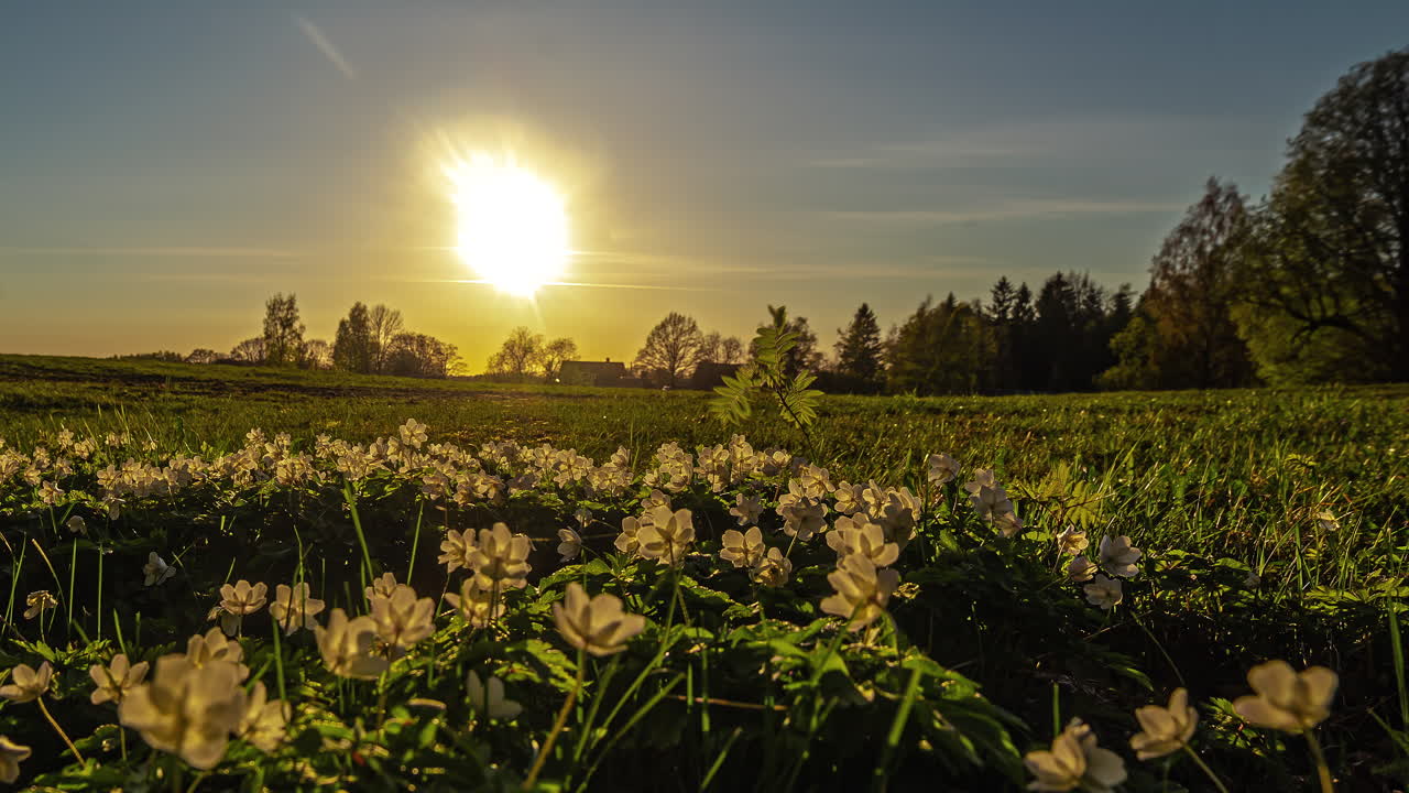 Blomster på markerne fra dagslys til solnedgang