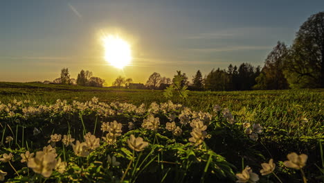 flowers in the fields from daytime to sunset