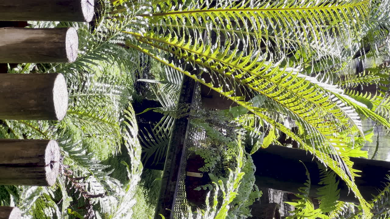 Vertical shot of some species of ferns and maidenhair ferns in a greenhouse under soft sunlight.