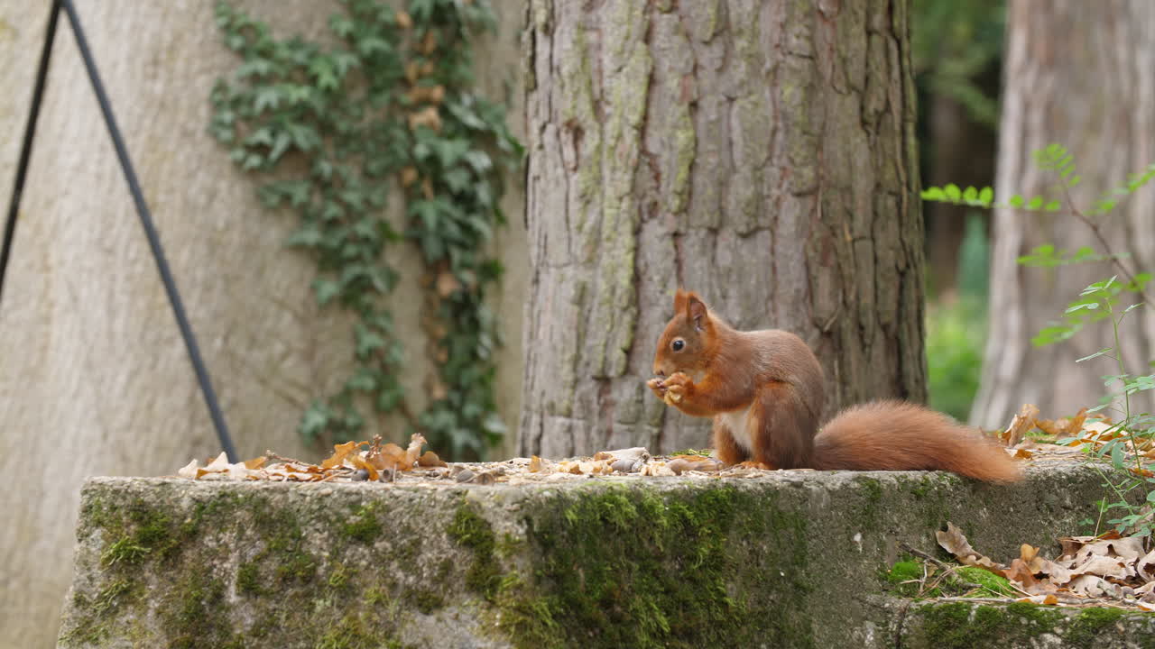 Red squirrel closeup eating nut walnut on a moss-covered rock in a quiet autumn forest colorful leaves wildlife natural trees environment soft sunlight