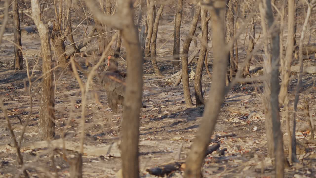 アフリカのサバンナの生息地で、疎らな木々と埃っぽい地面の中をミナミジサイチョウが前進する様子を、カメラが左に追いながら撮影。自然な行動が捉えられている。