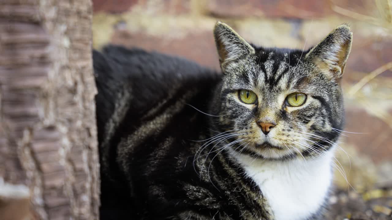 gato de rescate disfrutando de la vida