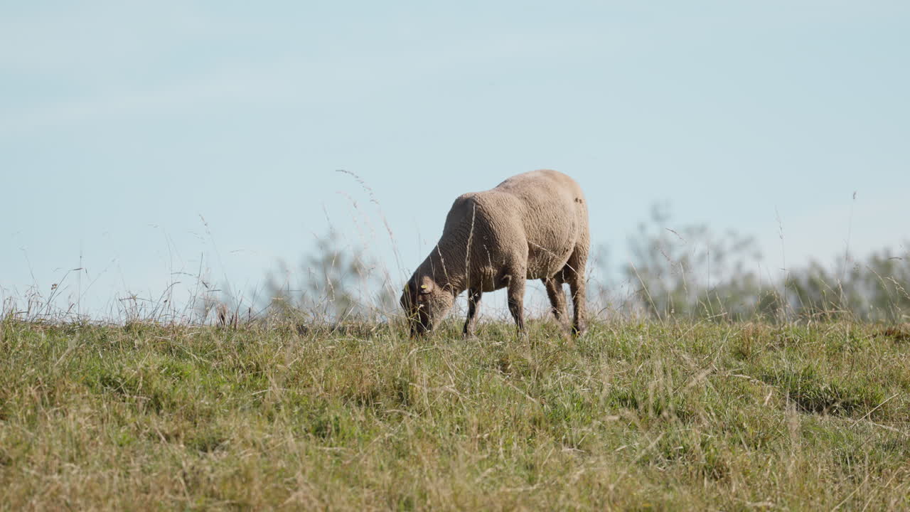 Peaceful sheep grazing on a grassy hill under a clear blue sky. Perfect for agricultural documentaries or nature scenes showcasing rural tranquility