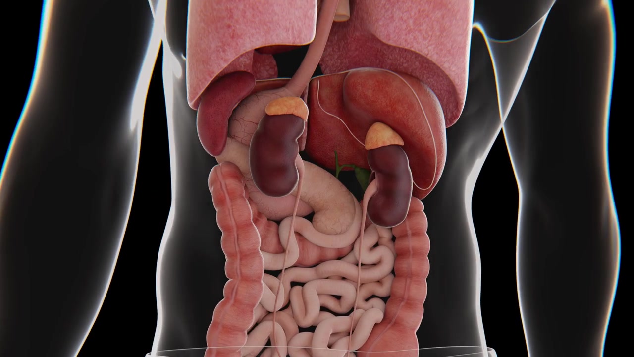 Animazione medica 3D che mostra i principali organi umani, inclusi cervello, polmoni, cuore, fegato, reni, stomaco e intestino all'interno di un modello anatomico dettagliato, video in 4K