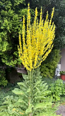 tall stalks of bright yellow mullein flowers bloom upward in a garden setting, surrounded by leafy green foliage and evergreen trees in the peaceful background