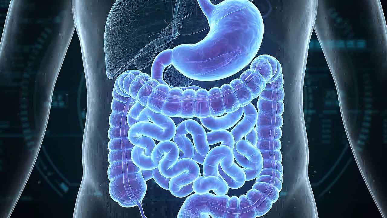 Vista posteriore del torso umano che evidenzia reni e tratto urinario all'interno di un modello anatomico trasparente del corpo.