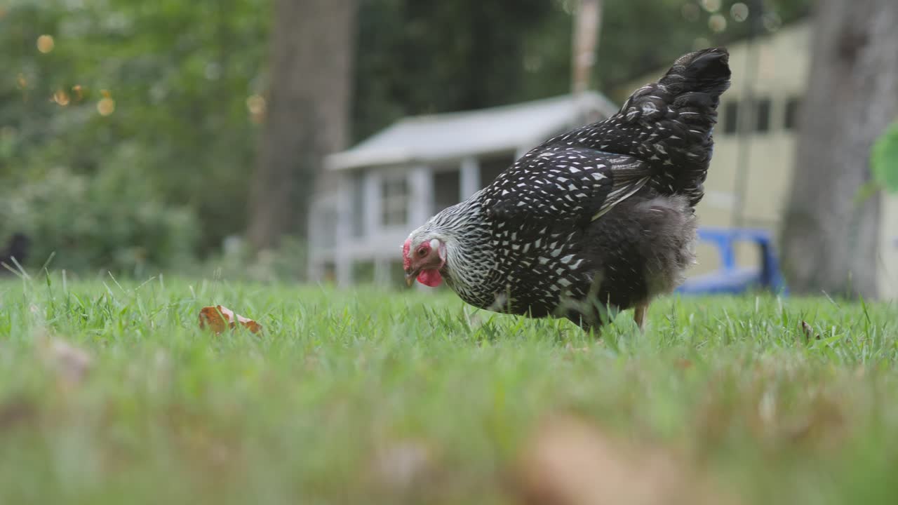 pollo comiendo gusanos frente a un gallinero en cámara lenta 4k