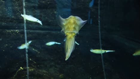 cuttlefish glides through water with tropical fish