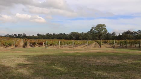 Toma-Panorámica-De-Viñedos-De-Mano---Hileras-De-Vides-Establecidas