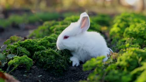 white rabbit in a green garden
