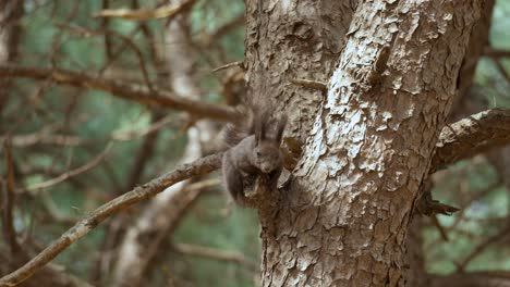 eurasian gray squirrel or abert's squirrel on pine tree