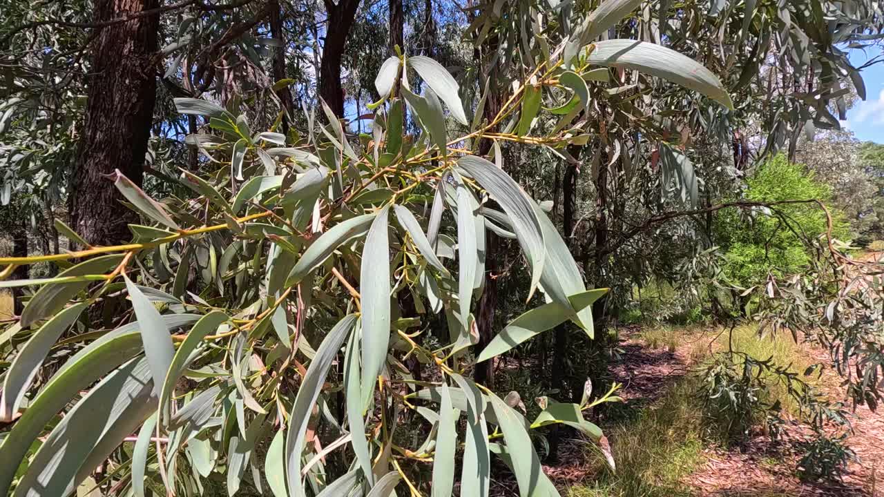 hojas de eucalipto balanceándose suavemente en la brisa