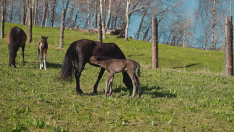 Potro-Chupa-Leche-De-Presa-Cerca-De-Otra-Familia-De-Caballos-En-El-Campo-De-Hierba