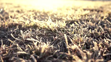 Erstaunlicher-Sonnenaufgang-Am-Morgen-Mit-Raureif-Auf-Gras