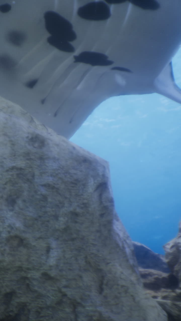 Rays swim near a large rock in a clear water habitat during daylight