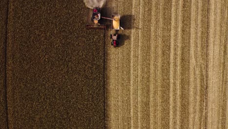 birds eye view drone shot of combine harvesting corn in texas