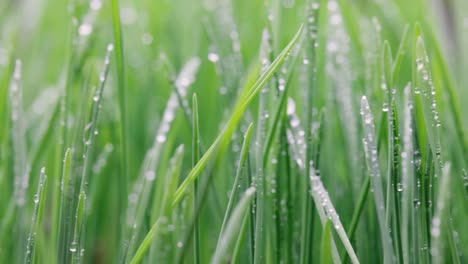 green grass close-up super macro shooting.