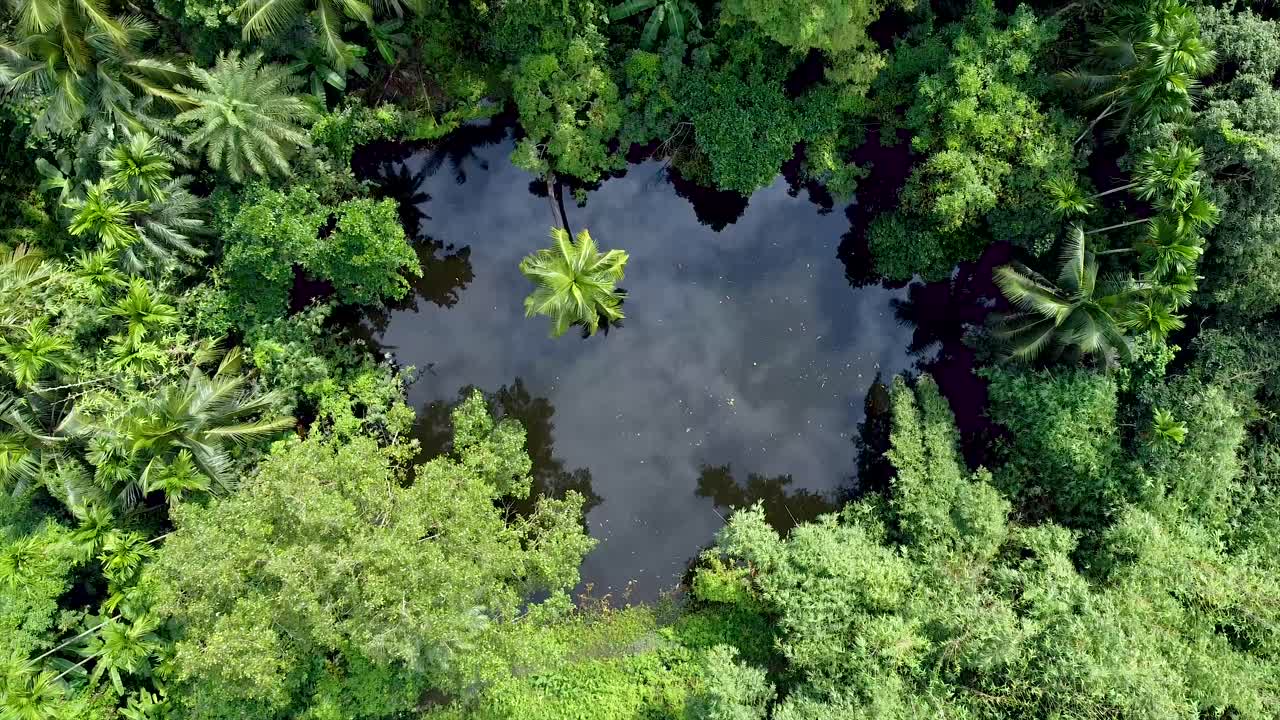 vista aérea del bosque verde profundo o la selva en la temporada de lluvias