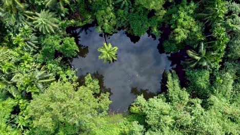 aerial view of deep green forest or jungle at rainy season