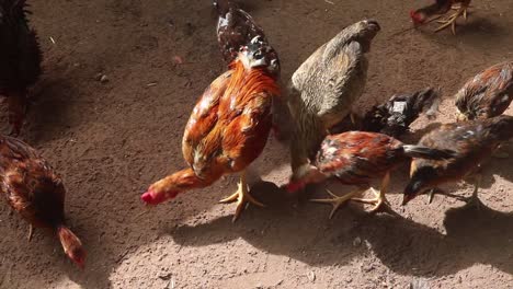 Ein-Roter-Hahn-Und-Einige-Hühner,-Die-Reis-In-Einem-Holzzaun-Auf-Einer-Hühnerfarm-In-Kambodscha-Fressen