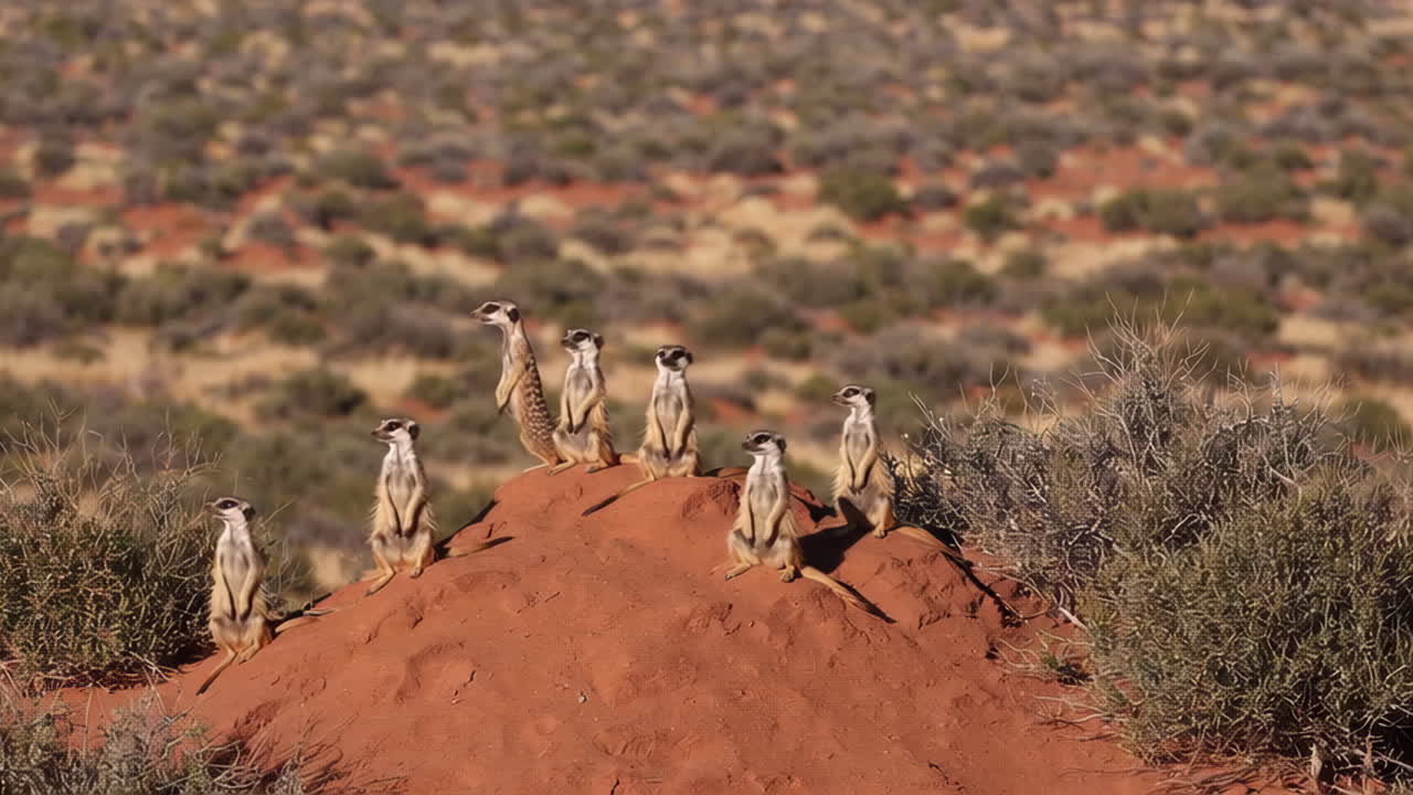 Meerkat Group on a Sand Dune
