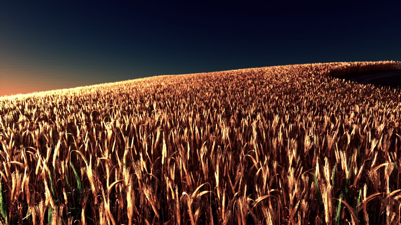 el campo de trigo dorado en el verano caliente