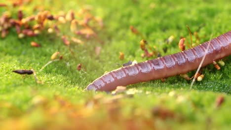 An-earthworm-is-a-terrestrial-invertebrate-that-belongs-to-the-class-Clitellata,-order-Oligochaeta,-phylum-Annelida.-They-exhibit-a-tube-within-a-tube-body-plan.