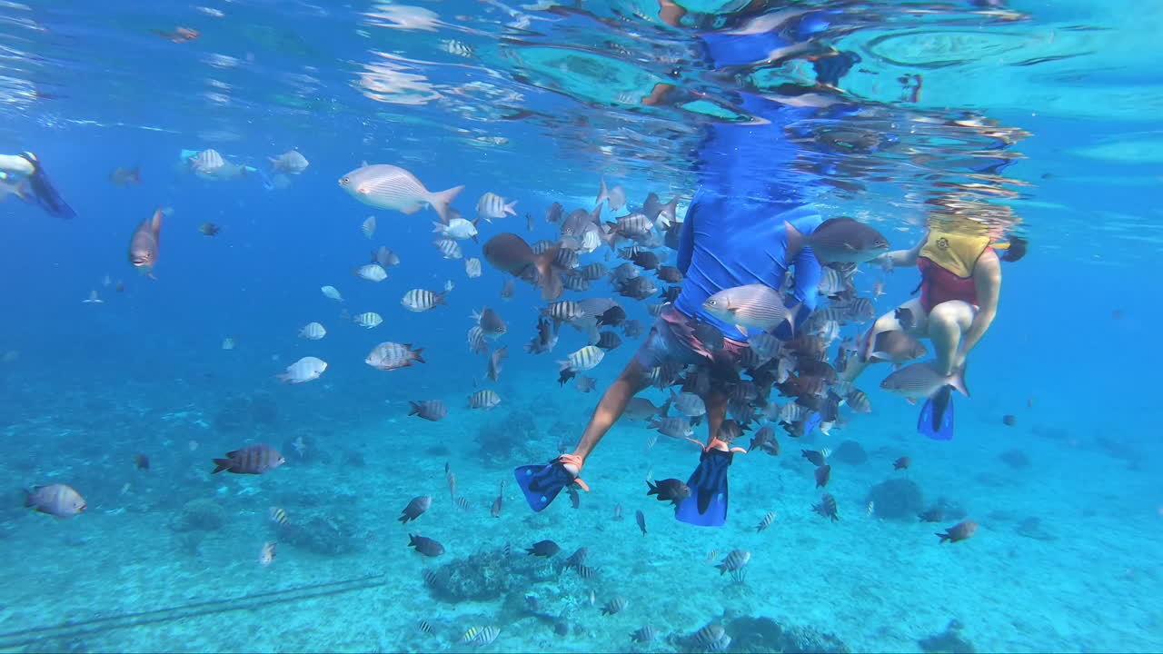 에서 스노클링하는 사람들과 함께 수영하는 물고기 떼 | 물고기 무리와 함께 스노클링하는 관광객 수중 비디오 배경 | 깊고 푸른 바다에서 많은 물고기로 뒤덮인 잠수부
