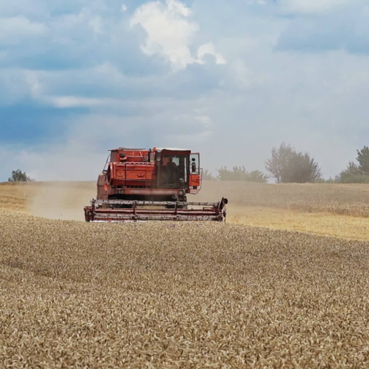 Combine harvester in action on the field during hot harvesting. Harvest time.