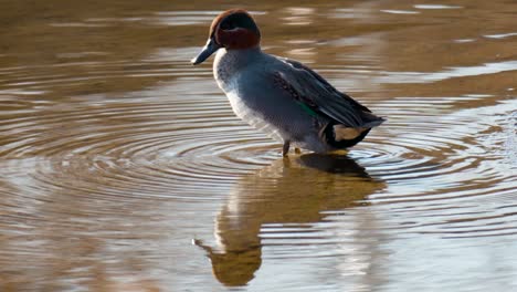 eurasian teal male preen feathers on a pond with mirror reflection